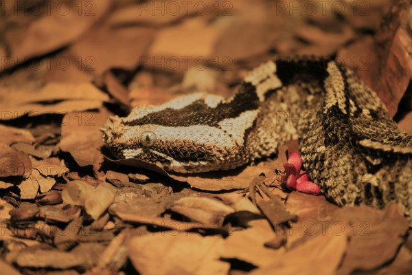 Rhinoceros viper (Bitis nasicornis), adult, foraging, vigilant, ground, West Africa, Africa,