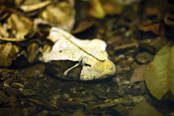 Eastern Gabon viper (Bitis gabonica), adult, portrait, alert, ground, foraging, Gabon, Africa,
