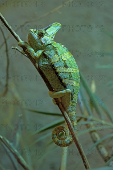 Yemen chameleon (Chamaeleo calyptratus), adult, male, on tree, foraging, Arabian Peninsula, Asia,