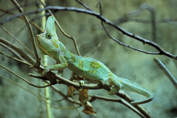 Yemen chameleon (Chamaeleo calyptratus), adult, male, on tree, foraging, Arabian Peninsula, Asia,