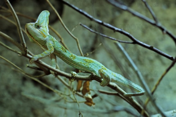 Yemen chameleon (Chamaeleo calyptratus), adult, male, on tree, foraging, Arabian Peninsula, Asia,
