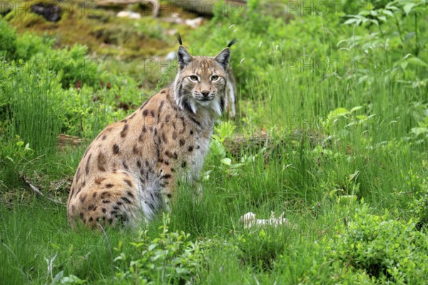 Carpathian lynx (Lynx lynx carpathicus), adult, alert, sitting, Bavarian Forest, Bavaria, Germany,