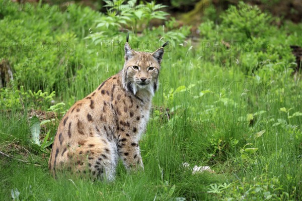 Carpathian lynx (Lynx lynx carpathicus), adult, alert, sitting, Bavarian Forest, Bavaria, Germany,