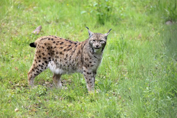 Carpathian lynx (Lynx lynx carpathicus), adult, vigilant, foraging, Bavarian Forest, Bavaria,