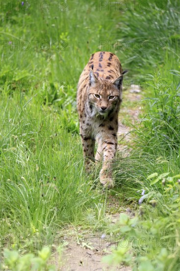 Carpathian lynx (Lynx lynx carpathicus), adult, stalking, foraging, vigilant, Bavarian Forest,