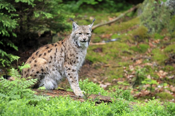 Carpathian lynx (Lynx lynx carpathicus), adult, alert, sitting, Bavarian Forest, Bavaria, Germany,