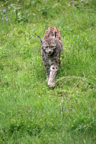 Carpathian lynx (Lynx lynx carpathicus), adult, stalking, foraging, vigilant, Bavarian Forest,