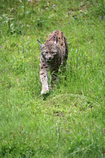 Carpathian lynx (Lynx lynx carpathicus), adult, stalking, foraging, vigilant, Bavarian Forest,