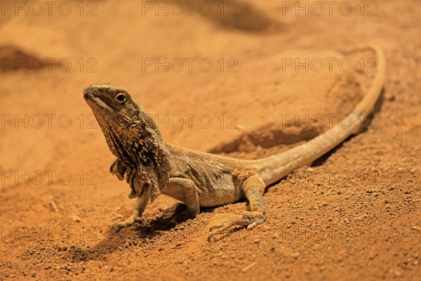 Ruffed lizard (Chlamydosaurus kingii), adult, foraging, Australia, captive