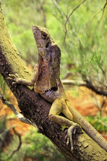 Ruffed lizard (Chlamydosaurus kingii), adult, foraging, on tree, Australia, captive