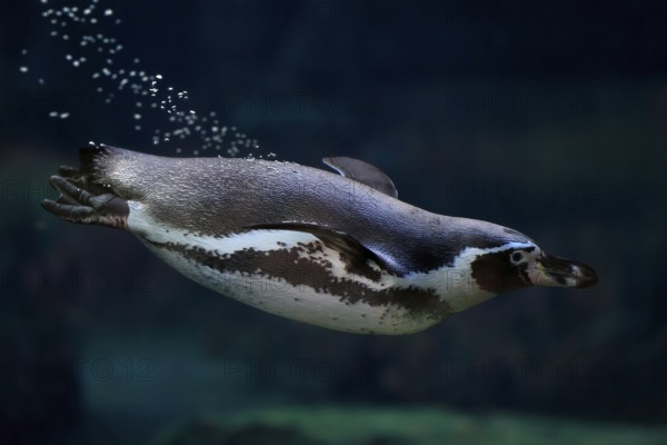 Humboldt Penguin (Spheniscus humboldti), Humboldt Penguin, adult, in the water, swimming, foraging,