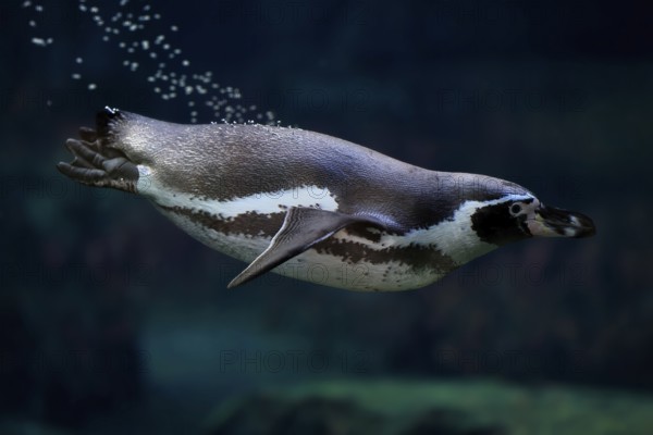 Humboldt Penguin (Spheniscus humboldti), Humboldt Penguin, adult, in the water, swimming, foraging,