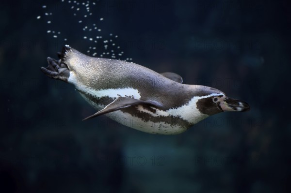 Humboldt Penguin (Spheniscus humboldti), Humboldt Penguin, adult, in the water, swimming, foraging,