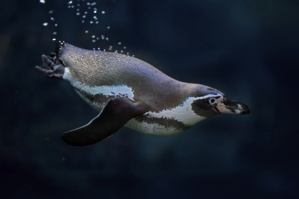 Humboldt Penguin (Spheniscus humboldti), Humboldt Penguin, adult, in the water, swimming, foraging,