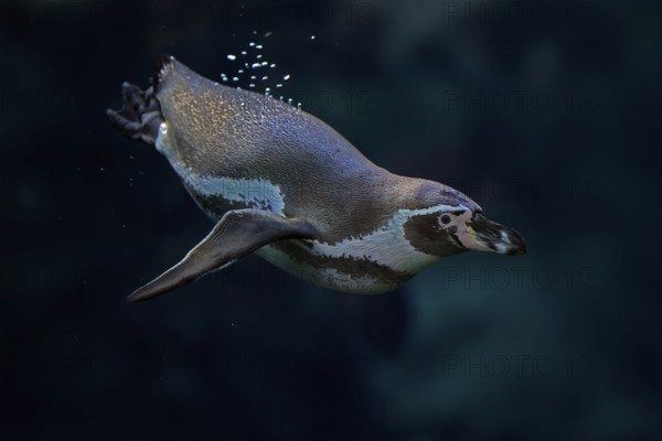 Humboldt Penguin (Spheniscus humboldti), Humboldt Penguin, adult, in the water, swimming, foraging,