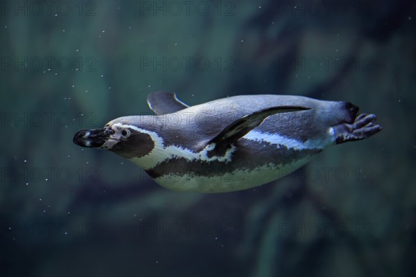 Humboldt Penguin (Spheniscus humboldti), Humboldt Penguin, adult, in the water, swimming, foraging,