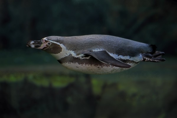 Humboldt Penguin (Spheniscus humboldti), Humboldt Penguin, adult, in the water, swimming, foraging,