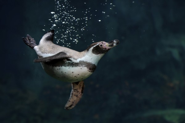 Humboldt Penguin (Spheniscus humboldti), Humboldt Penguin, adult, in the water, swimming, foraging,