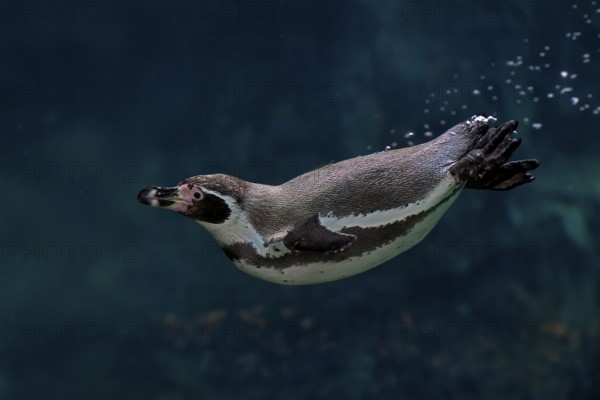 Humboldt Penguin (Spheniscus humboldti), Humboldt Penguin, adult, in the water, swimming, foraging,