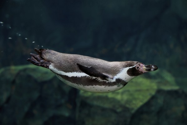 Humboldt Penguin (Spheniscus humboldti), Humboldt Penguin, adult, in the water, swimming, foraging,