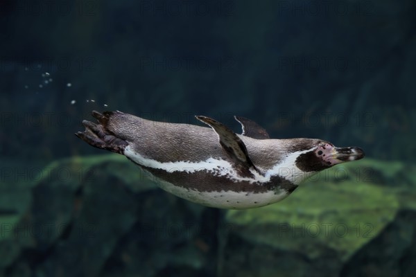 Humboldt Penguin (Spheniscus humboldti), Humboldt Penguin, adult, in the water, swimming, foraging,