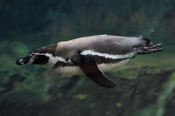Humboldt Penguin (Spheniscus humboldti), Humboldt Penguin, adult, in the water, swimming, foraging,