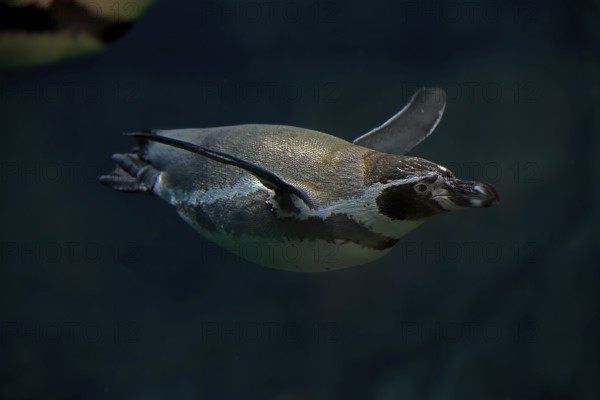 Humboldt Penguin (Spheniscus humboldti), Humboldt Penguin, adult, in the water, swimming, foraging,