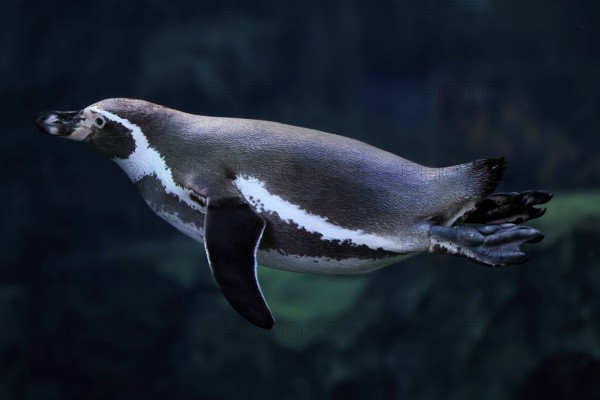 Humboldt Penguin (Spheniscus humboldti), Humboldt Penguin, adult, in the water, swimming, foraging,