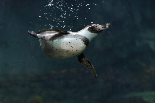 Humboldt Penguin (Spheniscus humboldti), Humboldt Penguin, adult, in the water, swimming, foraging,