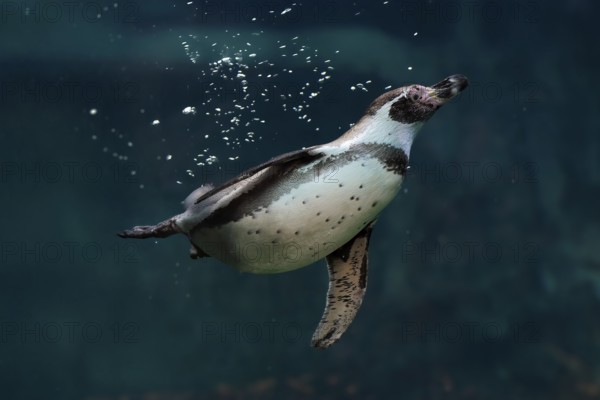 Humboldt Penguin (Spheniscus humboldti), Humboldt Penguin, adult, in the water, swimming, foraging,