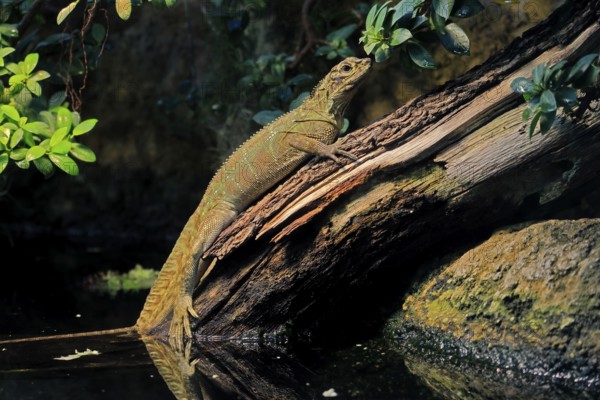 Ambon sailing lizard (Hydrosaurus amboinensis), adult, female, on land, on water, tree trunk,