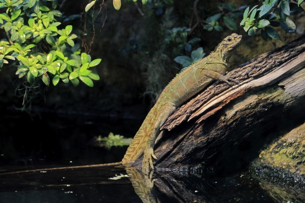 Ambon sailing lizard (Hydrosaurus amboinensis), adult, female, on land, on water, tree trunk,