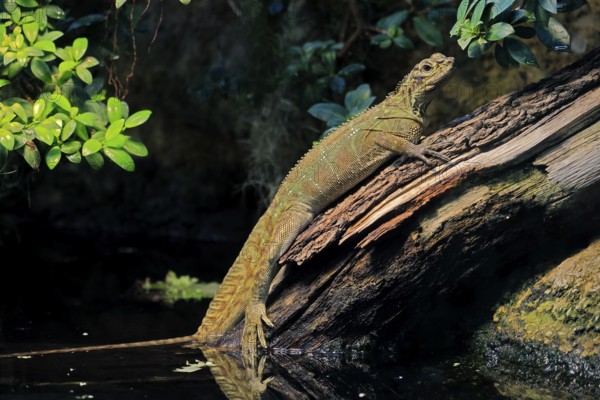 Ambon sailing lizard (Hydrosaurus amboinensis), adult, female, on land, on water, tree trunk,