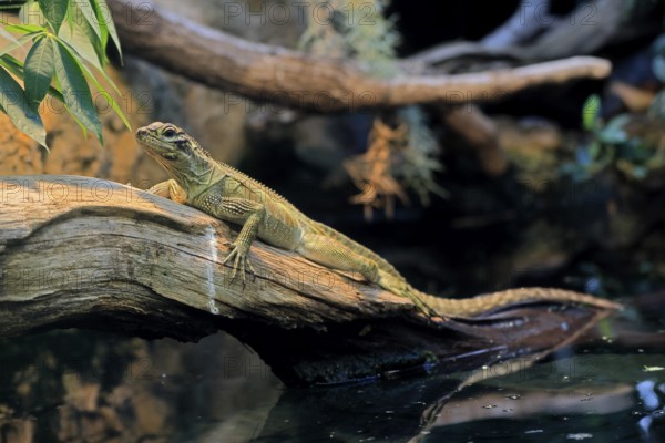 Ambon sailing lizard (Hydrosaurus amboinensis), adult, female, on land, on water, tree trunk,