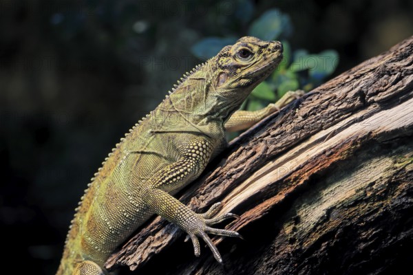 Ambon sailing lizard (Hydrosaurus amboinensis), adult, female, on land, on water, tree trunk,