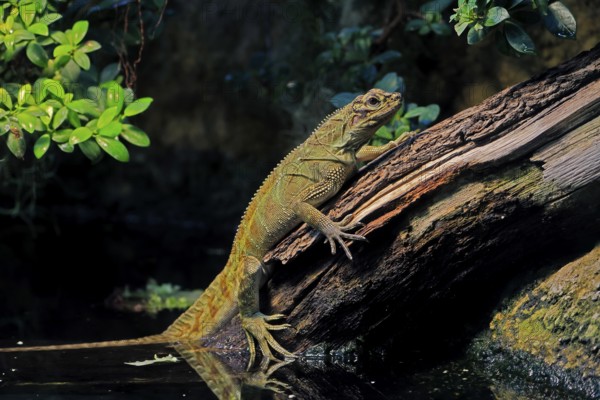 Ambon sailing lizard (Hydrosaurus amboinensis), adult, female, on land, on water, tree trunk,