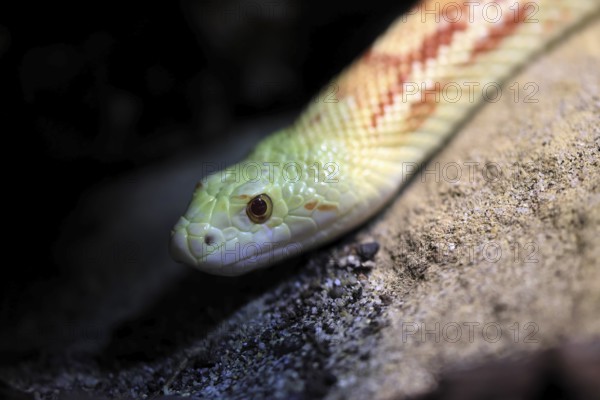 Gopher snake (Pituophis catenifer), adult, portrait, non-toxic, North America, captive