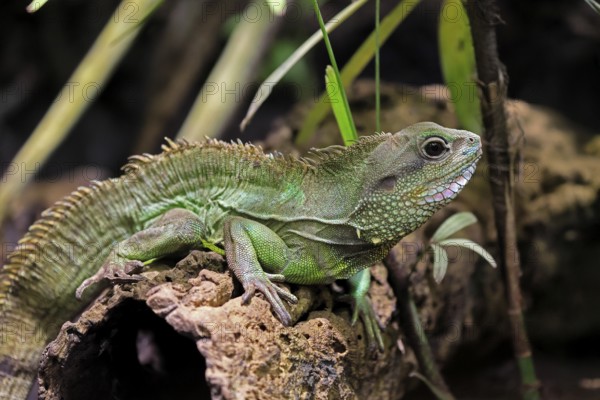 Green water dragon (Physignathus cocincinus), adult, on tree, alert, Southeast Asia, captive