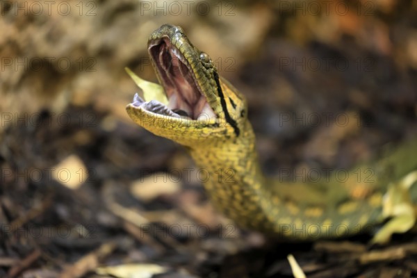 Common anaconda (Eunectes murinus), southern green anaconda, portrait, on ground, South America,