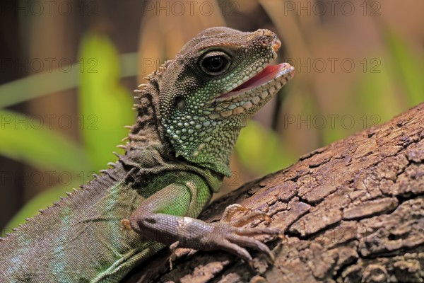 Green water dragon (Physignathus cocincinus), adult, on tree, alert, portrait, Southeast Asia,