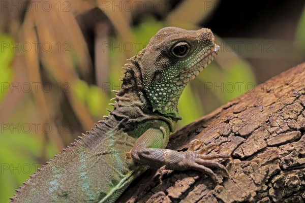 Green water dragon (Physignathus cocincinus), adult, on tree, alert, portrait, Southeast Asia,