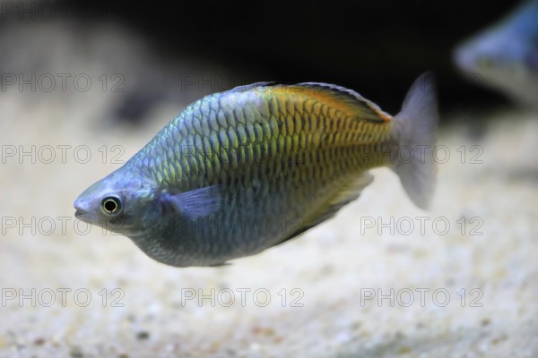 Harlequin rainbowfish (Melanotaenia boesemani), in water, foraging, swimming, captive, New Guinea,