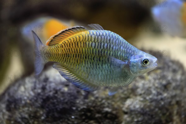 Harlequin rainbowfish (Melanotaenia boesemani), in water, foraging, swimming, captive, New Guinea,