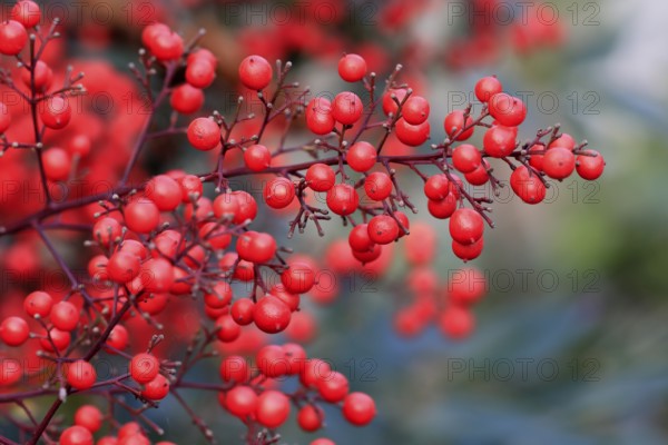 Sky bamboo (Nandina domestica) shrub, berries, fruits, red, barberry plant, evergreen, in autumn,