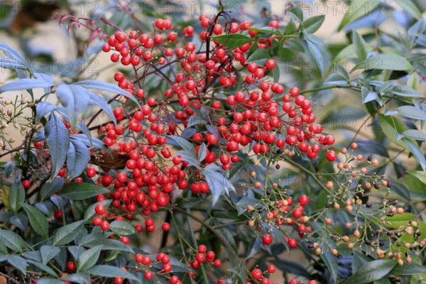 Sky bamboo (Nandina domestica) shrub, berries, fruits, red, barberry plant, evergreen, in autumn,