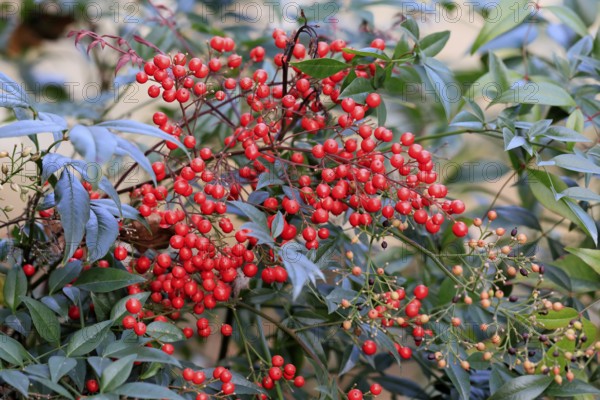 Sky bamboo (Nandina domestica) shrub, berries, fruits, red, barberry plant, evergreen, in autumn,