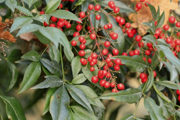 Sky bamboo (Nandina domestica) shrub, berries, fruits, red, barberry plant, evergreen, in autumn,
