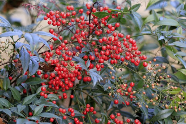 Sky bamboo (Nandina domestica) shrub, berries, fruits, red, barberry plant, evergreen, in autumn,
