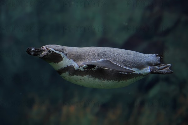 Humboldt Penguin (Spheniscus humboldti), Humboldt Penguin, adult, in the water, swimming, foraging,