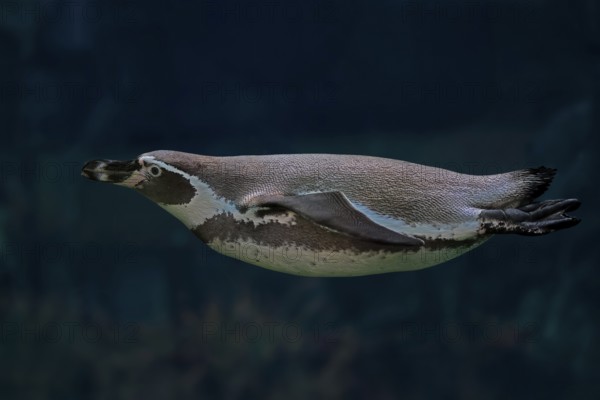Humboldt Penguin (Spheniscus humboldti), Humboldt Penguin, adult, in the water, swimming, foraging,